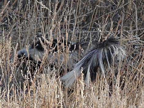 Striped Skunk (Mephitis mephitis)