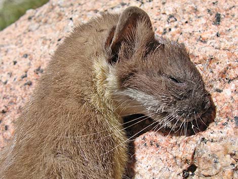 Long-tailed Weasel (Mustela frenata)