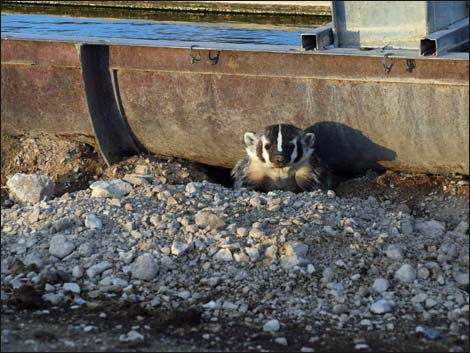 American Badger (Taxidea taxus)