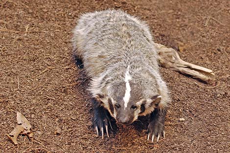 American Badger (Taxidea taxus)