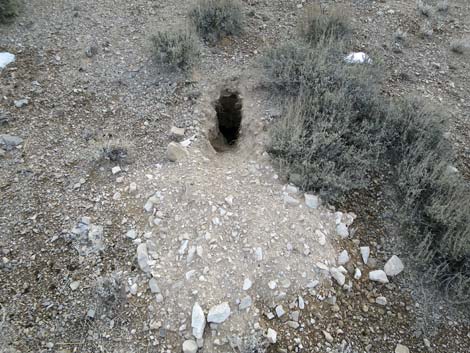 American Badger (Taxidea taxus)