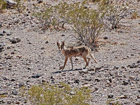 Coyote (Canis latrans)