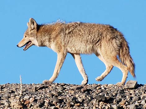 Coyote (Canis latrans)