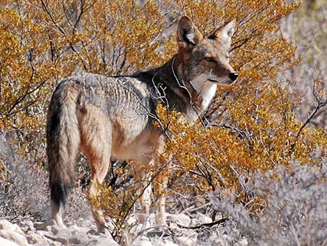 Coyote (Canis latrans)