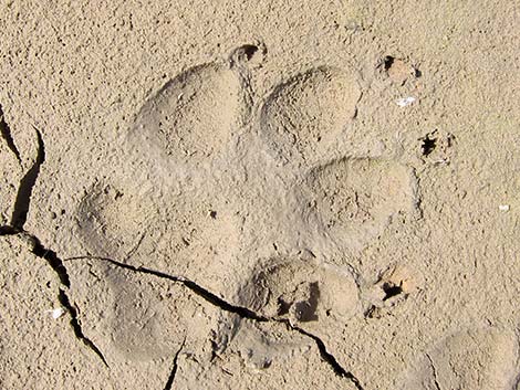 Coyote (Canis latrans)