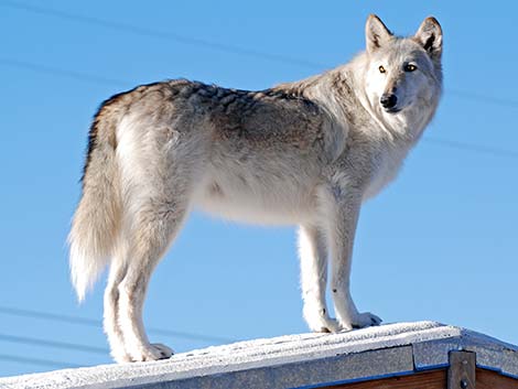 Gray Wolf (Canis lupus)