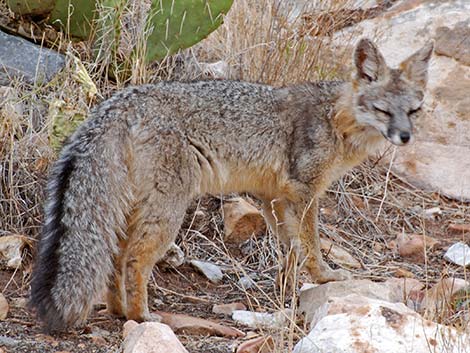 Gray Fox (Urocyon cinereoargenteus)