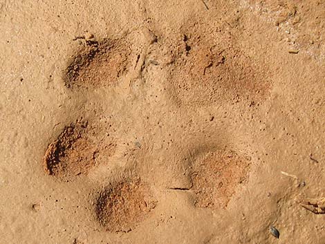 Kit Fox (Vulpes macrotis)