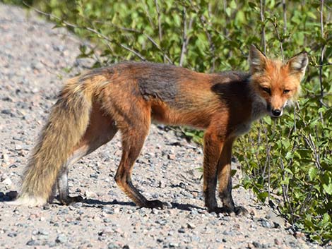 Red Fox (Vulpes vulpes)