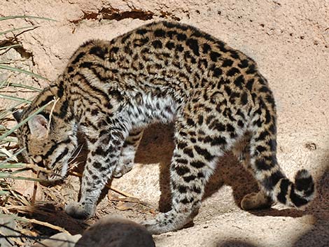 Ocelot (Leopardus pardalis)