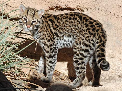 Ocelot (Leopardus pardalis)