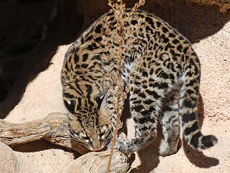 Ocelot (Leopardus pardalis)