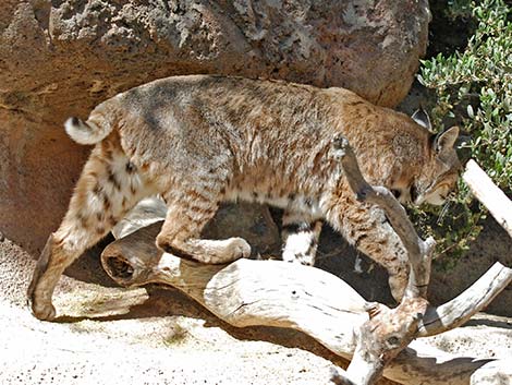 Bobcat (Lynx rufus)