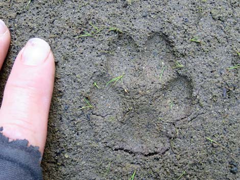 Bobcat (Lynx rufus)