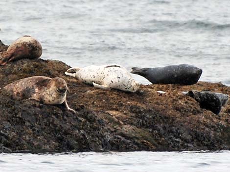 Harbor Seal (Phoca vitulina)