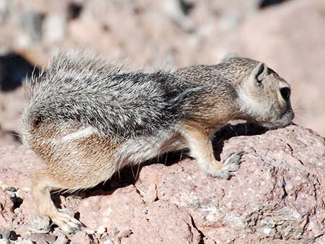 Harris' Antelope Squirrel (Ammospermophilus harrisii)