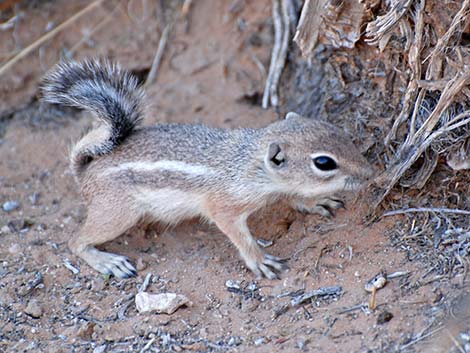 White-tailed Antelope Squirrel (Ammospermophilus leucurus)