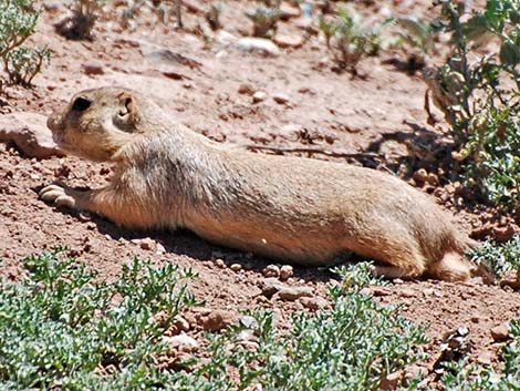 Gunnison's Prairie Dog (Cynomys gunnisoni)