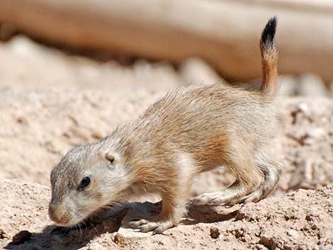 Black-tailed Prairie Dog (Cynomys ludovicianus)