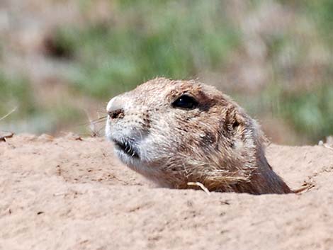 Black-tailed Prairie Dog (Cynomys ludovicianus)