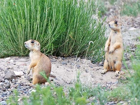 Utah Prairie Dog (Cynomys parvidens)