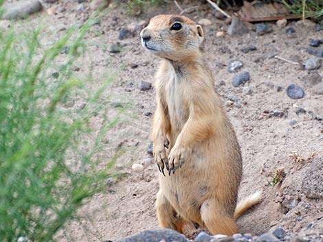 Utah Prairie Dog (Cynomys parvidens)