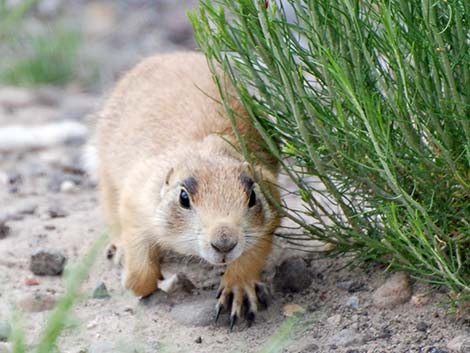 Utah Prairie Dog (Cynomys parvidens)