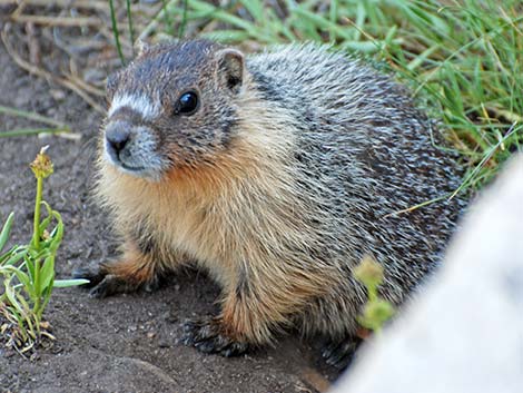 Yellow-bellied Marmot (Marmota flaviventris)