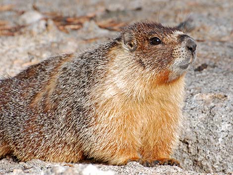 Yellow-bellied Marmot (Marmota flaviventris)