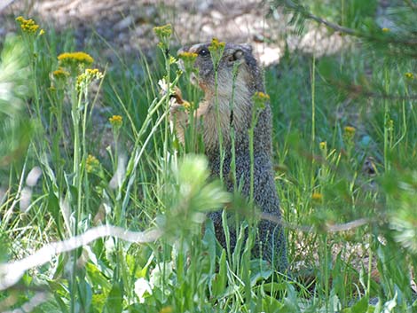 Yellow-bellied Marmot (Marmota flaviventris)