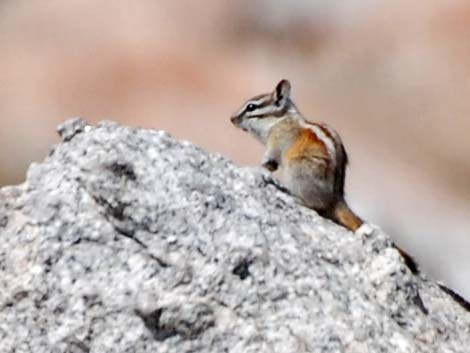 Alpine Chipmunk (Neotamias alpinus)