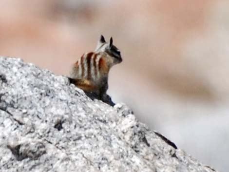 Alpine Chipmunk (Neotamias alpinus)