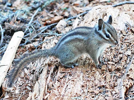 Yellow-pine Chipmunk (Neotamias amoenus)