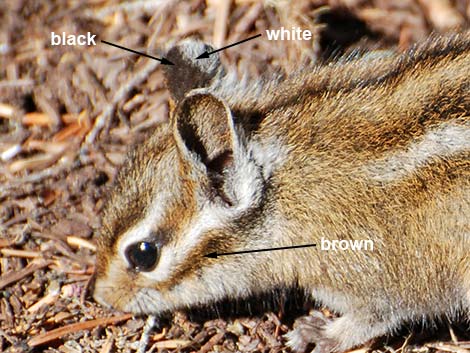 Yellow-pine Chipmunk (Neotamias amoenus)