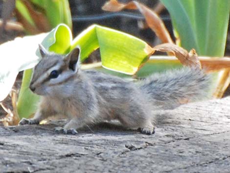 Cliff Chipmunk (Neotamias dorsalis)