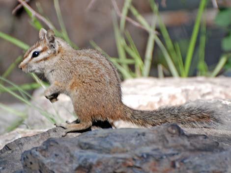 Cliff Chipmunk (Neotamias dorsalis)