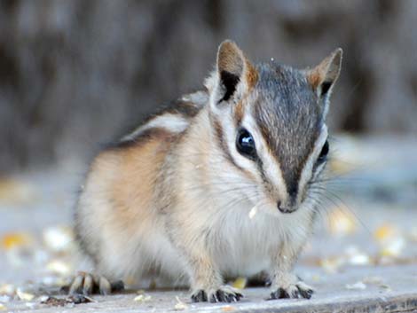 Least Chipmunk (Neotamias minimus)