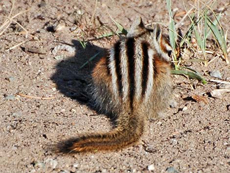 Least Chipmunk (Neotamias minimus)