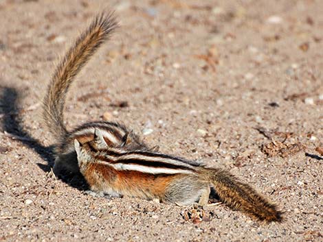 Least Chipmunk (Neotamias minimus)