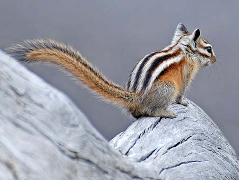 Least Chipmunk (Neotamias minimus)