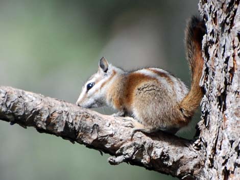 Charleston Mountain Chipmunk (Neotamias palmeri)