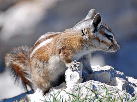 Charleston Mountain Chipmunk (Neotamias palmeri)