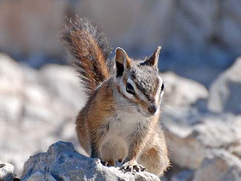 Charleston Mountain Chipmunk (Neotamias palmeri)