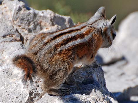 Charleston Mountain Chipmunk (Neotamias palmeri)