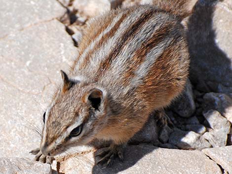 Charleston Mountain Chipmunk (Neotamias palmeri)