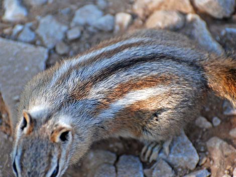 Charleston Mountain Chipmunk (Neotamias palmeri)