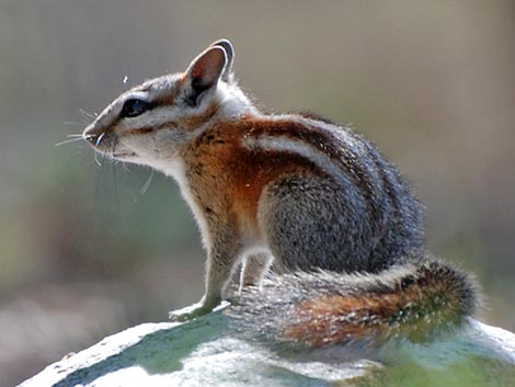 Panamint Chipmunk (Neotamias panamintinus)