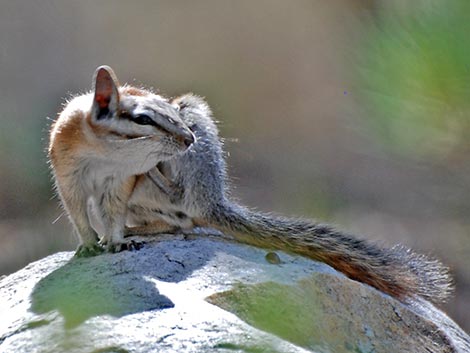 Panamint Chipmunk (Neotamias panamintinus)