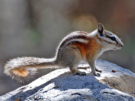 Panamint Chipmunk (Neotamias panamintinus)