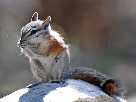 Panamint Chipmunk (Neotamias panamintinus)